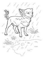 coloriage chien chihuahua sous la pluie